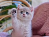 Etkileyici Rengiyle Blue Golden British Shorthair