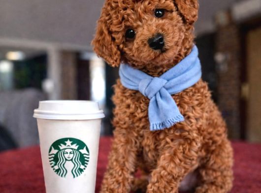 En Iyisini Isteyenlere Dişi Ve Erkek Red Toy Poodle Yavrular görsel