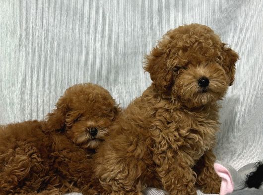 Tüy Yumaği Toy Poodle Yavrularimiz görsel