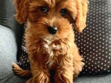 Malti̇poo Ci̇nsi̇ Yavrular Ev Üreti̇mi̇