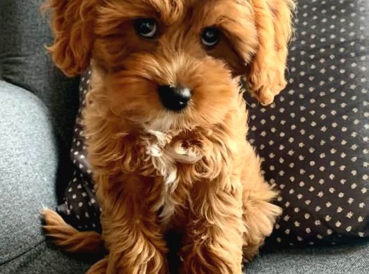 Malti̇poo Ci̇nsi̇ Yavrular Ev Üreti̇mi̇ görsel