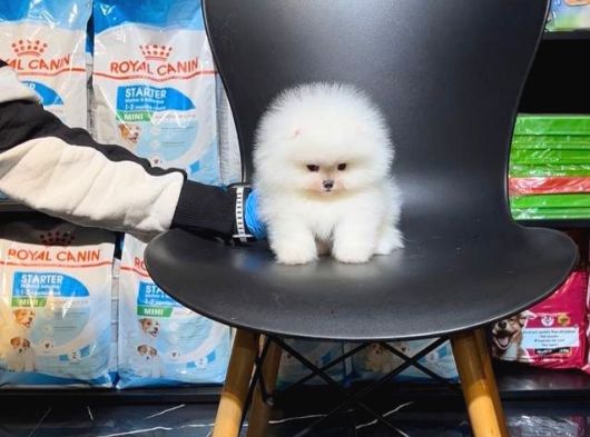 Ayı Teedy Pomerri̇an Boo Sevi̇mli̇ Yavrular görsel