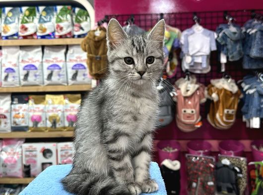 Renk Renk Desen Desen Kedi̇ Yavrularimiz görsel