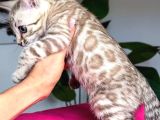 Snow Bengal