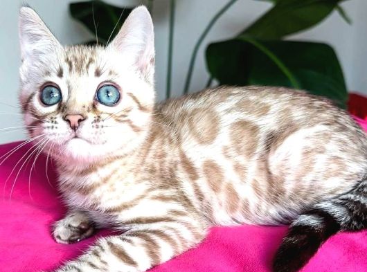 Snow Bengal