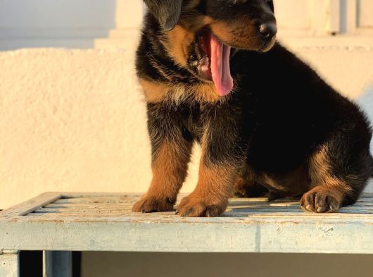 Rotweiler Bebekler Teslime Hazır görsel