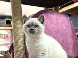 Renk Renk Desen Desen Kedi̇ Yavrularimiz