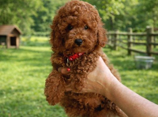 Super Kali̇te Super Fi̇yatlara İstanbulda Toy Poodle görsel