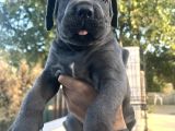 Heybetli İri Cüsseli Cane Corso Yavrular