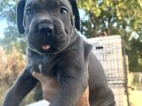Heybetli İri Cüsseli Cane Corso Yavrular