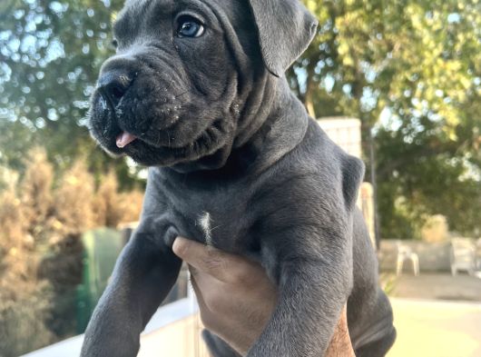 Heybetli İri Cüsseli Cane Corso Yavrular görsel