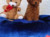 Super Kali̇te Super Fi̇yatlara İstanbulda Toy Poodle