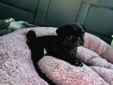 0 Burun Si̇yah Pug Mops Bebekler
