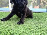 Si̇yah Üst Kali̇te Pug Yavrulari