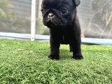 Si̇yah Üst Kali̇te Pug Yavrulari