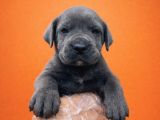 Heybetli İri Cüsseli Cane Corso Yavrular