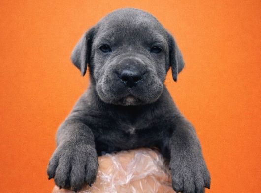 Heybetli İri Cüsseli Cane Corso Yavrular