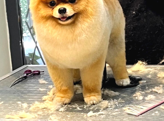 Efsanyüz  Kore Pomeranian görsel