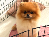 Efsanyüz  Kore Pomeranian