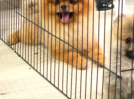 Efsanyüz  Kore Pomeranian görsel