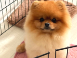 Efsanyüz  Kore Pomeranian
