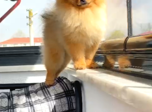 Efsanyüz  Kore Pomeranian görsel