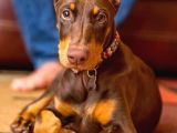 Safkan -Aşılı -Kizil Doberman