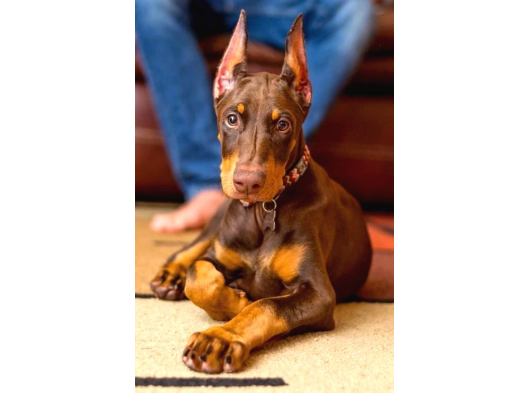 Safkan -Aşılı -Kizil Doberman görsel