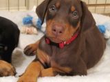 Safkan -Aşılı -Kizil Doberman