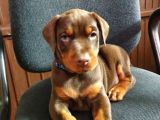 Safkan -Aşılı -Kizil Doberman