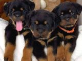 Safkan-Aşılı-Rotweiler