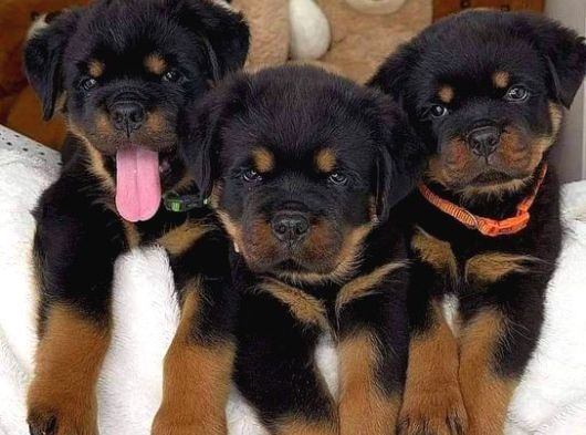 Safkan-Aşılı-Rotweiler görsel
