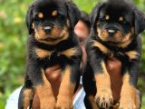 Safkan-Aşılı-Rotweiler