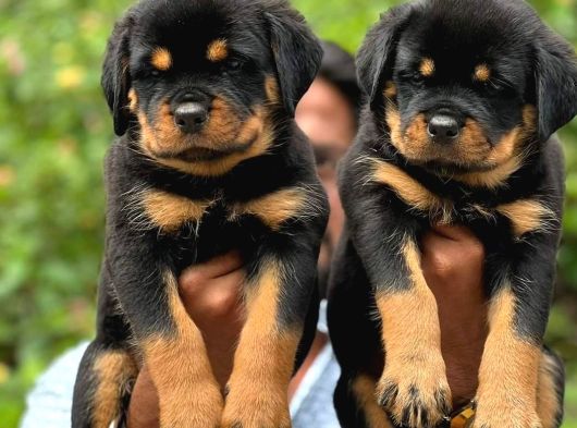 Safkan-Aşılı-Rotweiler görsel