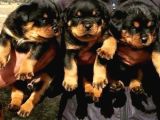 Safkan-Aşılı-Rotweiler