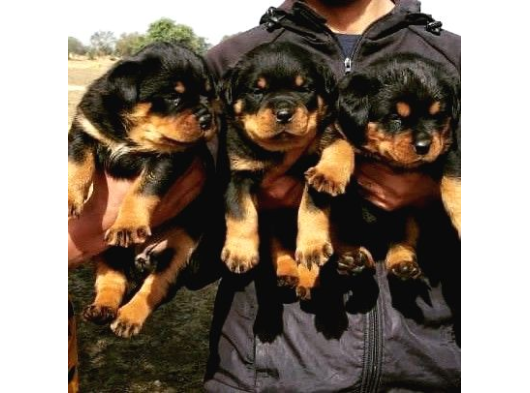 Safkan-Aşılı-Rotweiler görsel