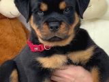 Safkan-Aşılı-Rotweiler