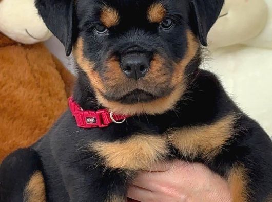 Safkan-Aşılı-Rotweiler görsel
