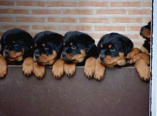 Rotweiler Bebekler Teslime Hazır görsel