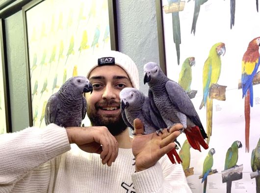 Üst Düzey Sağlikli Konuşan Jako Papağanlari görsel