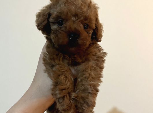 Mikro Toy Poodle