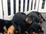 Rotweiler Bebekler Teslime Hazır