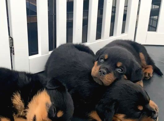 Rotweiler Bebekler Teslime Hazır görsel