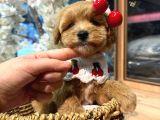 Maltipoo