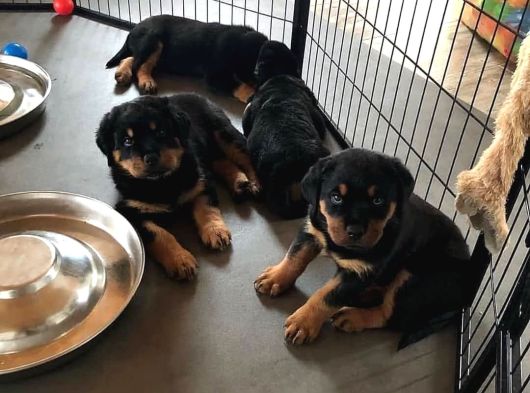 Rotweiler Bebekler Teslime Hazır görsel