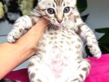 Snow Bengal