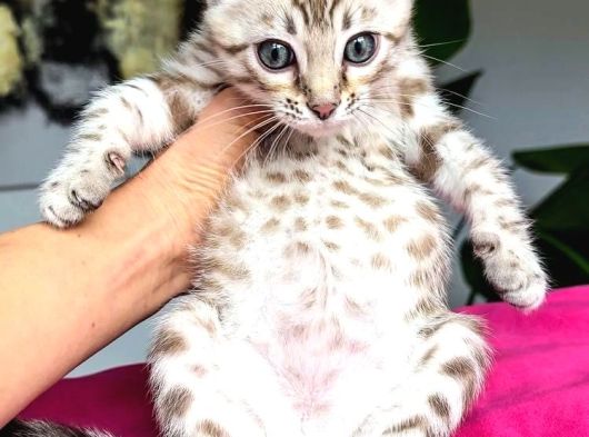 Snow Bengal görsel