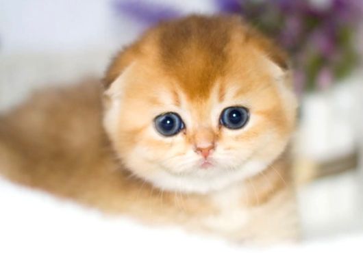 Yuvarlak Hatlı Golden Scottish Fold görsel