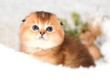 Yuvarlak Hatlı Golden Scottish Fold