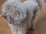 Ücretsiz Sahiplendirme 3 Yaş Dişi Toy Poodle
